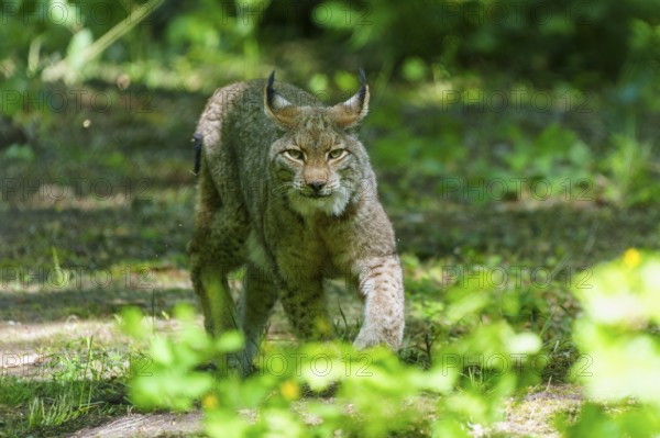 A lynx in the shade of a forest, alert and crouched. The surroundings are green and full of plants, Lynx, (Lynx lynx), Eurasian lynx, Germany, Europe