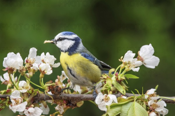 Blue tit (Parus caeruleus) sitting on a flowering branch in spring with food in its beak, Baden-Württemberg, Germany, Europe