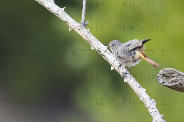 Black redstart (Phoenicurus ochruros) Germany