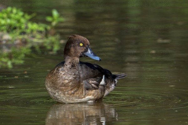 Tufted duck, tufted pochard (Aythya fuligula, Anas fuligula) adult female resting in shallow water in pond in spring