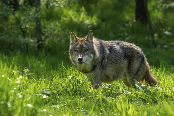 Curious Eurasian wolf, European grey wolf (Canis lupus lupus) looking at crane fly in grassland at edge of forest