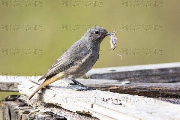 Black redstart (Phoenicurus ochruros) Germany