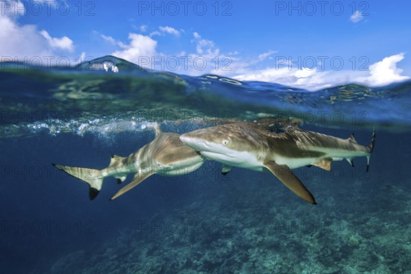 Half-and-half shot half and half shot split shot of group of blacktip reef sharks (Carcharhinus amblyrhynchos) swimming blacktip reef shark swimming just below sea surface water surface with waves, coral reef below, Pacific Ocean