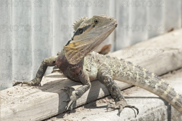 Australian Eastern water dragon (Physignathus lesueurii), Brisbane, Queensland, Australia, Oceania