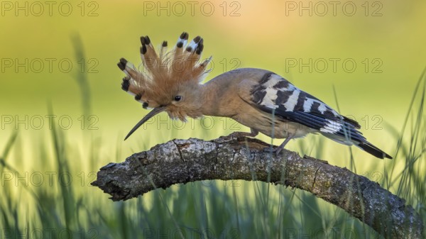 Hoopoe (Upupa epops) Bird of the Year 2022, sunrise, portrait, raised bonnet, female on branch, foraging, Middle Elbe Biosphere Reserve, Saxony-Anhalt, Germany, Europe