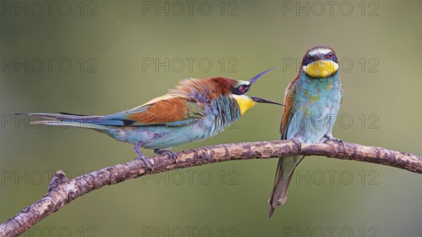 Bee-eater (Merops apiaster) pair, interaction, male, female, breeding, courtship, Middle Elbe River Landscape, Middle Elbe Biosphere Reserve, Saxony-Anhalt, Germany, Europe