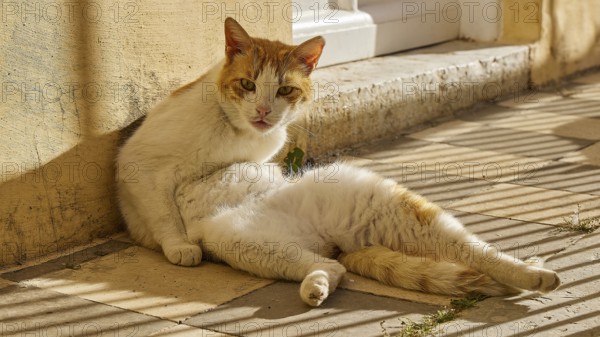 White-orange cat sitting relaxed on the ground in the shade, Symi town, Symi, Dodecanese, Greek Islands, Greece, Europe