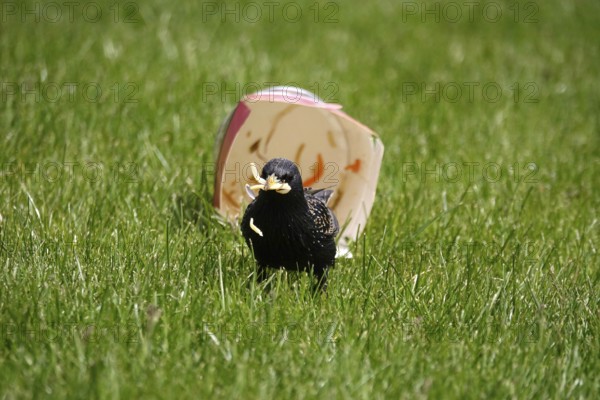 Star with fast food in a meadow, Germany, Europe