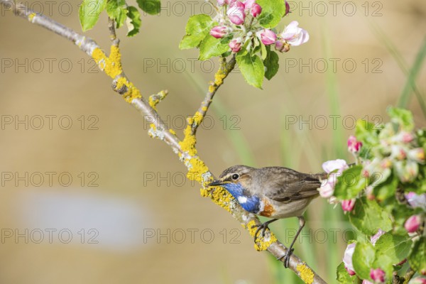 Bluethroat (Luscinia svecica cyanecula) ml Germany