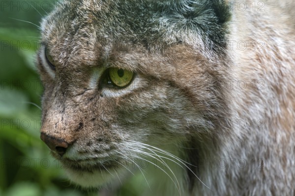 Eurasian lynx (Lynx lynx), close up, wildlife park, Bavaria, Germany, Europe