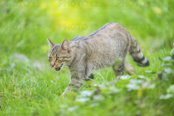European wildcat (Felis silvestris silvestris) on a meadow, Hesse, Germany, Europe