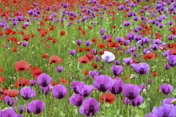 Field with poppies, red poppy (Papaver somniferum) and pink poppy, Bavaria, Germany, Europe