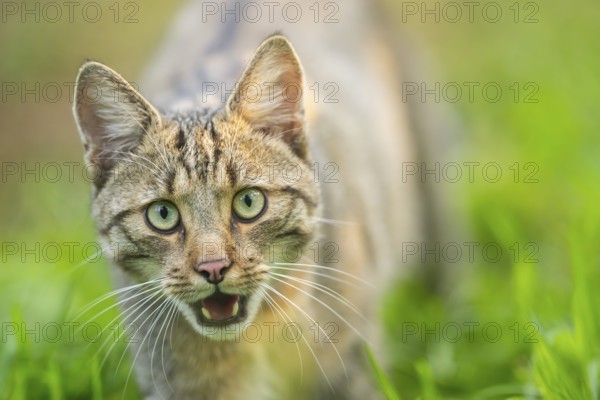 European wildcat (Felis silvestris silvestris), portrait, Hesse, Germany, Europe