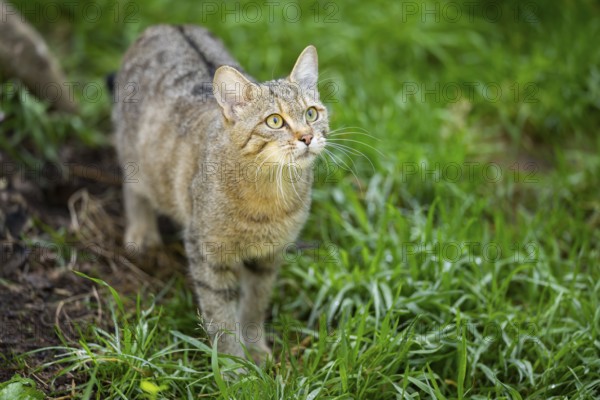 European wildcat (Felis silvestris silvestris) on a meadow, Hesse, Germany, Europe