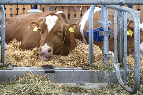 Dairy cow Swiss Fleckvieh