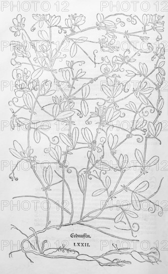 Tuberous pea, ground acorn, field nut (Lathyrus tuberosus), woodcut by Leonhart Fuchs, from New Kreüterbuch, neues Kräuterbuch, Michael Isingrin, Basel, Switzerland, 1543, Europe