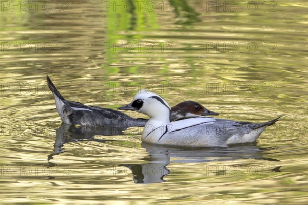 Smew (Mergellus albellus, Mergus albellus) male and female swimming in pond in spring