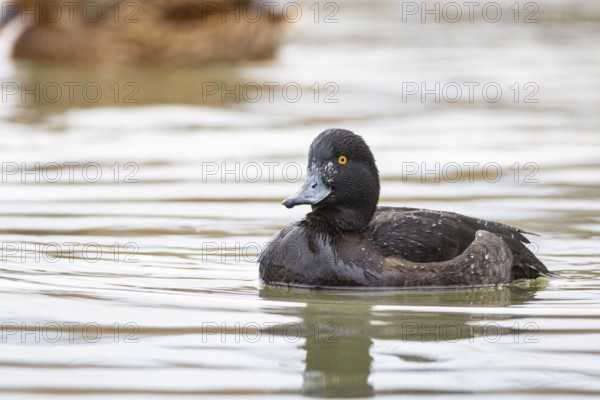 Tufted Duck (Aythya fuligula) wbl Germany