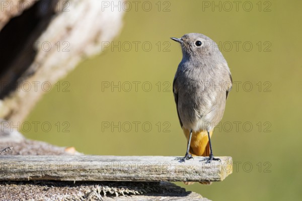 Black redstart (Phoenicurus ochruros) Germany