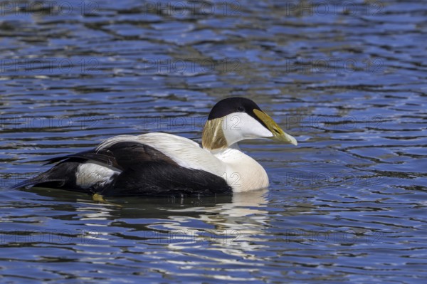Common eider duck (Somateria mollissima) male, drake in breeding plumage swimming along the North Sea coast in spring