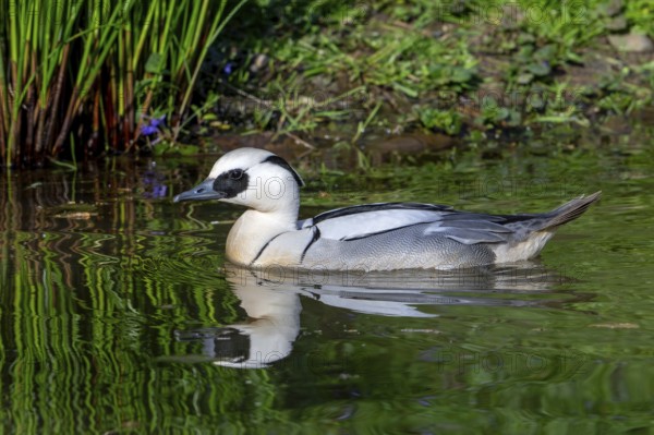 Smew (Mergellus albellus, Mergus albellus) male swimming in pond in spring