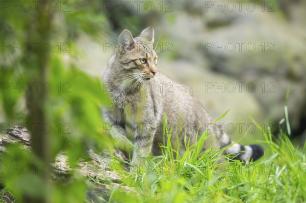 European wildcat (Felis silvestris silvestris) on a meadow, Hesse, Germany, Europe