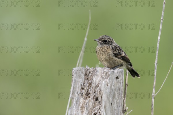Juvenile stonechat (Saxicola rubicola), Emsland, Lower Saxony, Germany, Europe