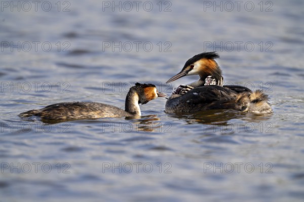 Great Crested Grebe (Podiceps Scalloped ribbonfish), pair, with chicks on their backs during feeding, Vulkaneifel, Rhineland-Palatinate, Germany, Europe
