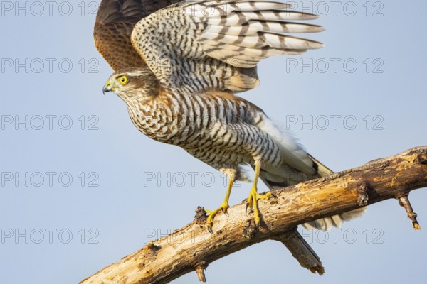 Sparrowhawk (Accipiter nisus) Germany