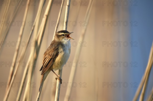 Reed warbler singing in the reeds, Schleswig-Holstein, Germany, Europe