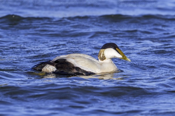 Common eider duck (Somateria mollissima) male, drake in breeding plumage swimming along the North Sea coast in spring