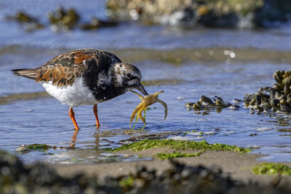 Ruddy turnstone (Arenaria interpres) adult in breeding plumage with caught crab prey in beak on beach along the North Sea coast in spring