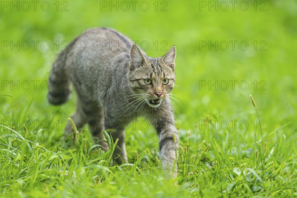 European wildcat (Felis silvestris silvestris) on a meadow, Hesse, Germany, Europe