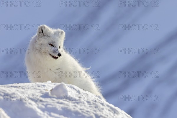 Arctic fox, white fox, polar fox (Vulpes lagopus) adult in thick winter coat hunting on snow covered tundra in spring, Svalbard, Spitsbergen
