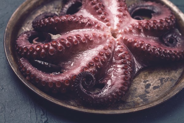 Boiled octopus, close-up, rustic style, no people, top view, close-up
