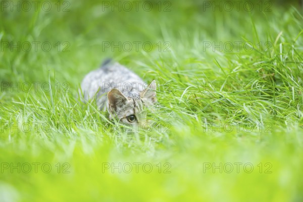 European wildcat (Felis silvestris silvestris) on a meadow, Hesse, Germany, Europe