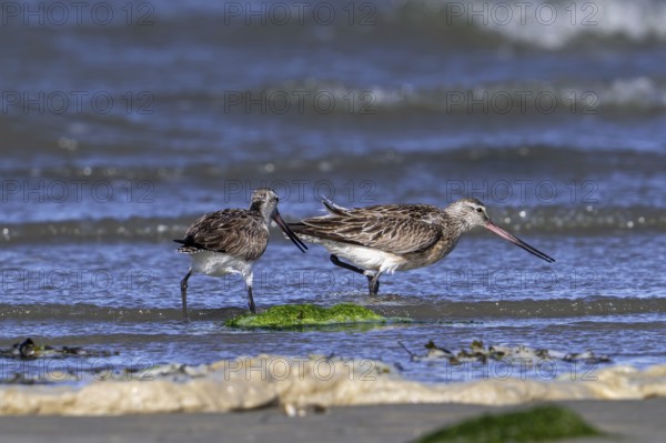 Two bar-tailed godwits (Limosa lapponica) foraging in shallow water on beach along the North Sea coast in spring