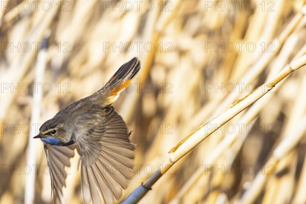 Bluethroat (Luscinia svecica cyanecula) ml Germany
