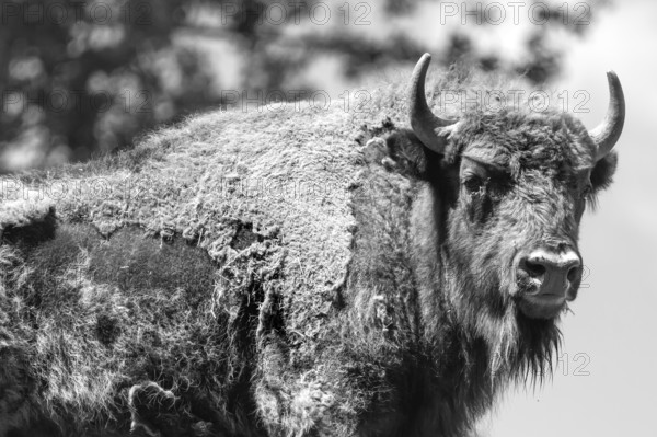 Bison (Bison), game park, Bavaria, Germany, Europe