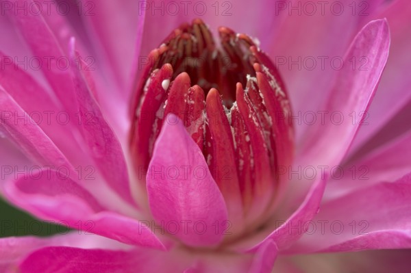 Water lily (Nymphaea) 'St. Louis