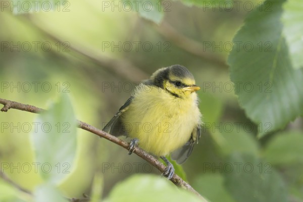 A great tit (Parus major), young bird, sitting on a branch surrounded by green leaves, Hesse, Germany, Europe