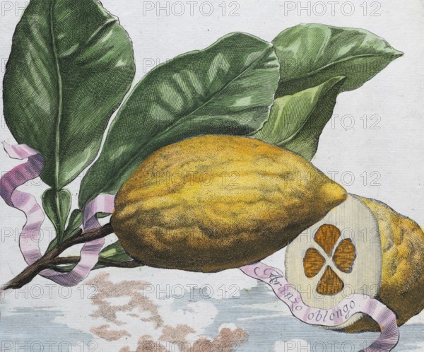 Lemons, citrus fruits, hand-coloured copper engraving or copper etching by Johann Christoph Volkamer or Volckamer, from Nürnbergische Hesperides oder gründliche Beschreibung der Edlen Citronat, Citronen, und Pomerantzen-Früchte, Nuremberg 1708, 1714