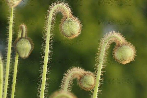 Iceland poppy (Papaver nudicaule), buds, in the evening light, North Rhine-Westphalia, Germany, Europe