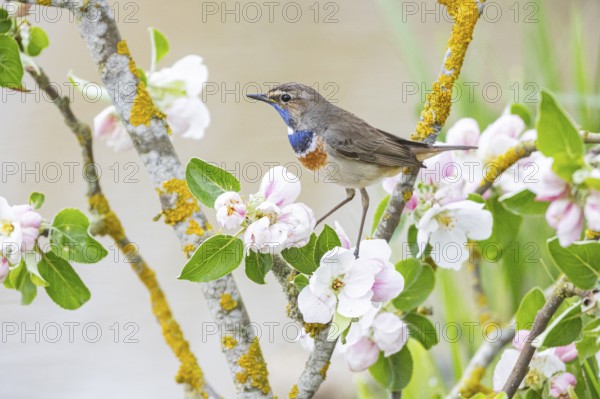 Bluethroat (Luscinia svecica cyanecula) ml Germany