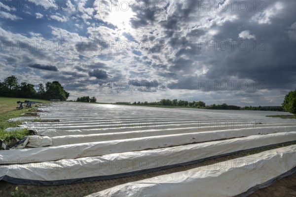 Asparagus field with white covering foil, cloudy sky, Eckental, Middle Franconia, Bavaria, Germany, Europe