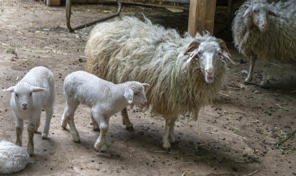 Forest sheep with lambs (Ovis aries), game park, Bavaria, Germany, Europe