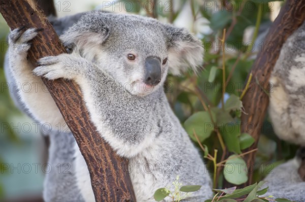 Koala (Phascolarctos Cinereous), Brisbane, Queensland, Australia, Oceania