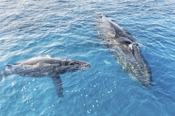 A Humpback Whales family surfacing, Hervey Bay, Queensland, Australia, Oceania