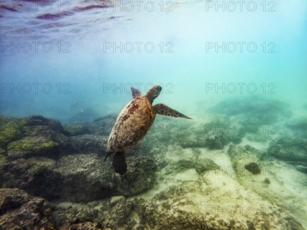 Sea turtle (Chelonia mydas), underwater, Galapagos, Ecuador, South America
