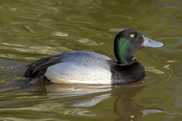 Greater scaup (Aythya marila, Anas marila) male, drake in breeding plumage swimming in lake